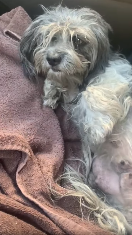Frightened and abandoned tiny pup searched for help but didn’t know how to ask Frightened and abandoned tiny pup searched for help but didn’t know how to ask