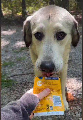 Heartbreaking: Dog abandoned on Georgia roadside could have been surrendered to nearby rescue instead