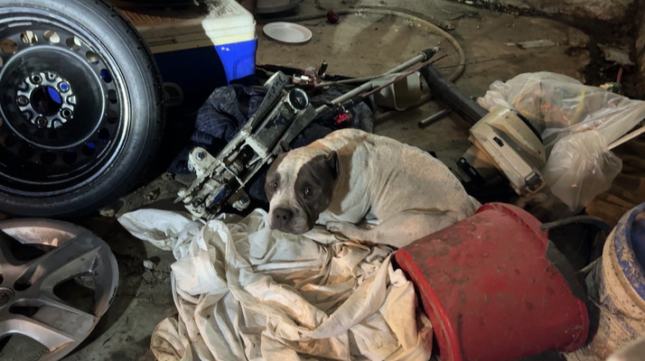 Neglected dog ‘Gabe’ left behind when tenants evicted and who expected his rescuers to leave him behind too Neglected dog ‘Gabe’ left behind when tenants evicted and who expected his rescuers to leave him behind too