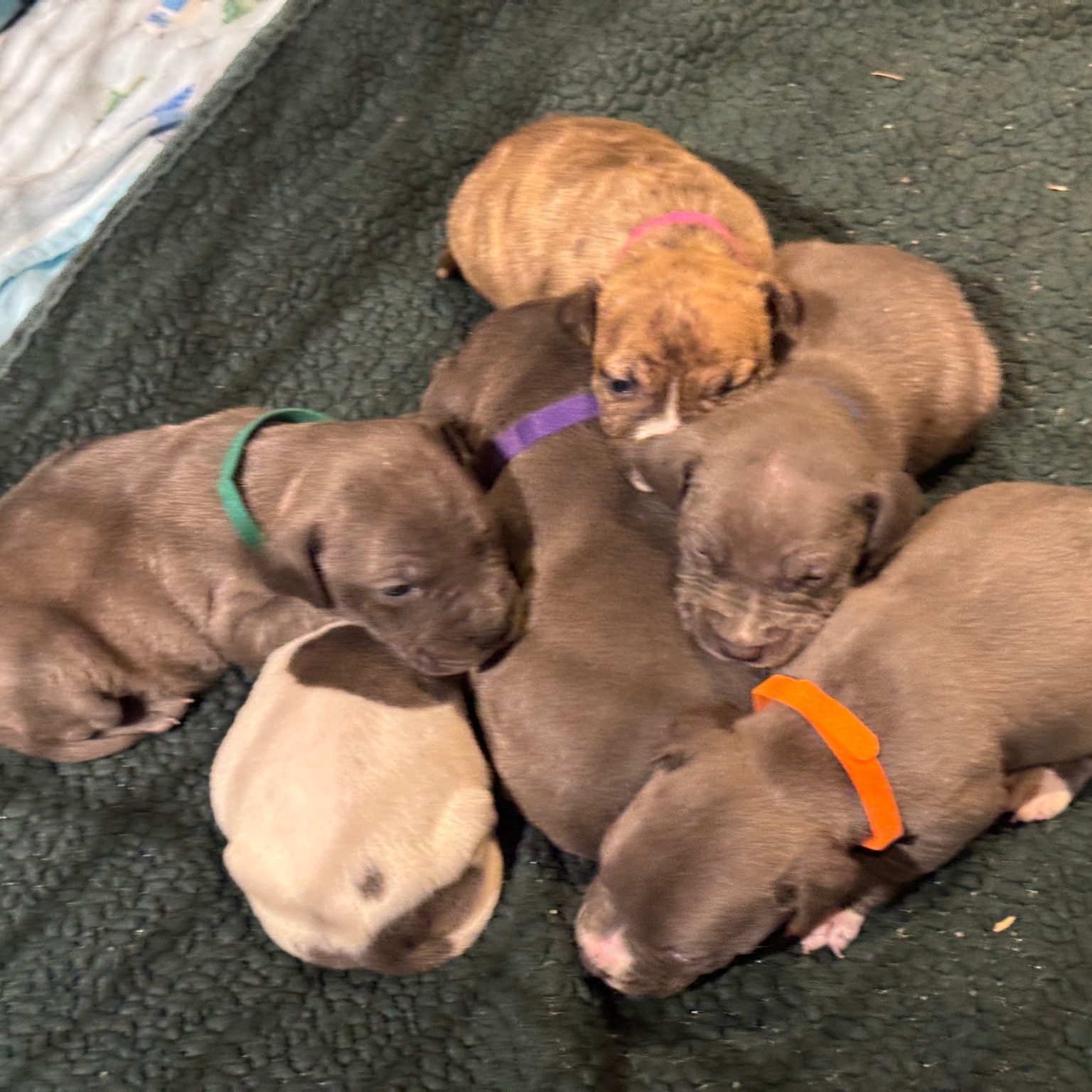 Starved for attention and care mother dog chained to dog house with litter of 6 puppies rescued from bitter cold