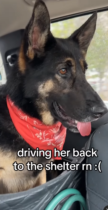 Shelter volunteer admits hardest part taking dogs out for day trip is driving them back to shelter