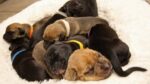 Puppies abandoned in cardboard box reunited with mother and suspect faces charges