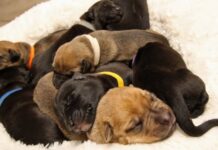 Puppies abandoned in cardboard box reunited with mother and suspect faces charges