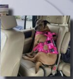 Disabled man beaten and robbed heartbroken after his emotional support dog stolen