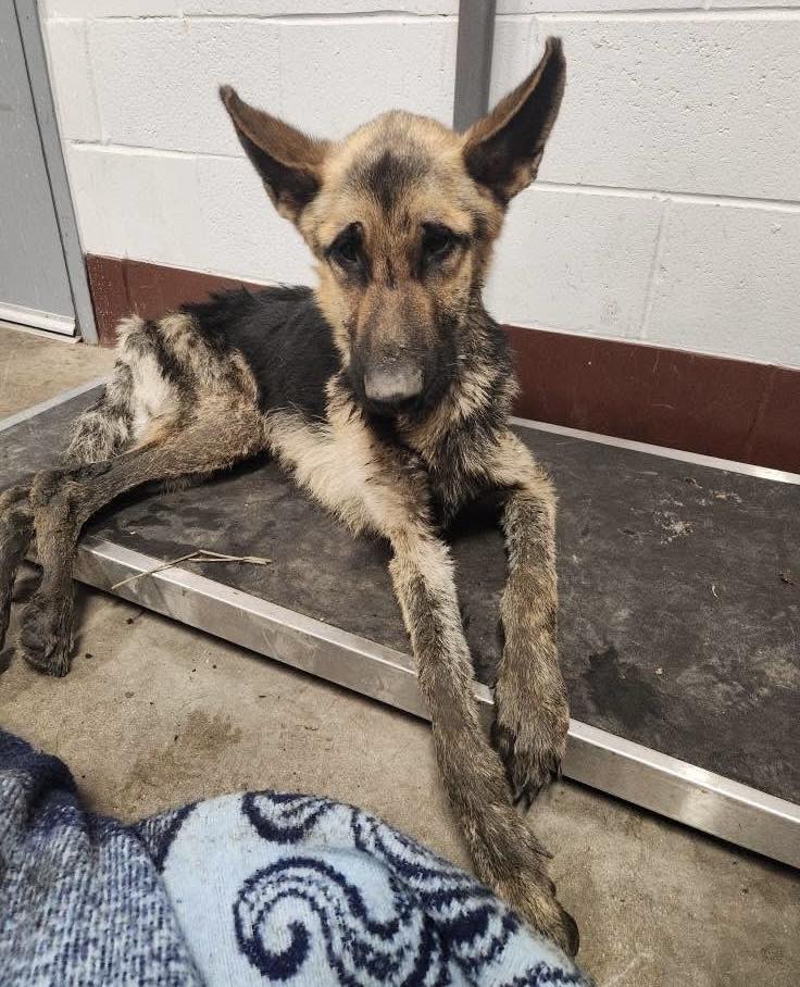 UPDATE: Reward increased to $4000 in heartbreaking discovery of 2 shepherds abandoned in crate in pond where one dog died