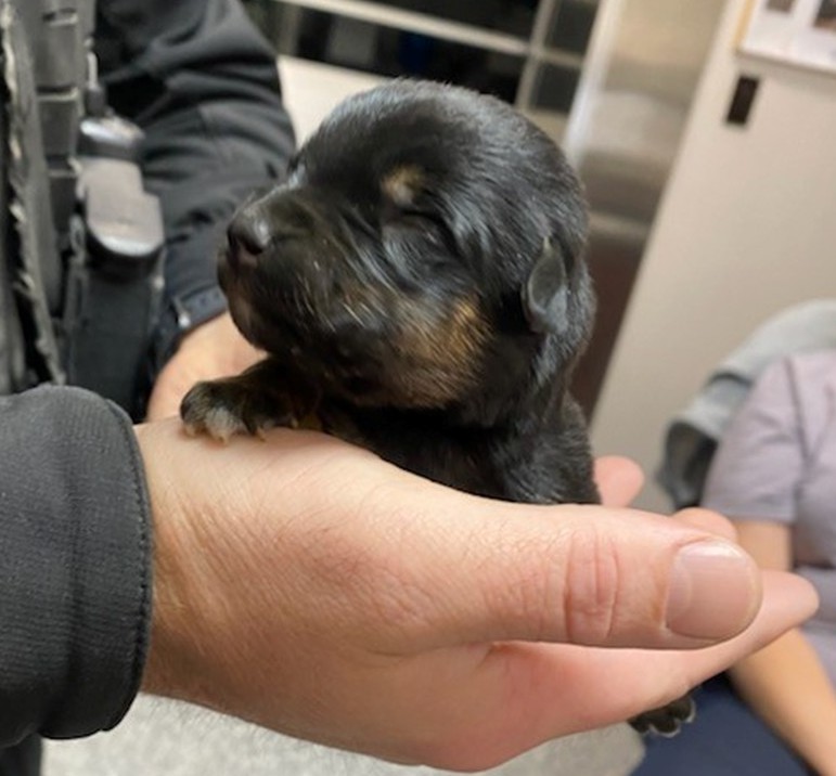 Hero rescues 3 tiny one-week-old puppies dumped in the trash after hearing them crying for help