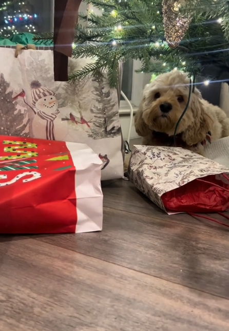 Oh my! Adorable pooch’s excitement over his Christmas presents stacked under tree has internet laughing