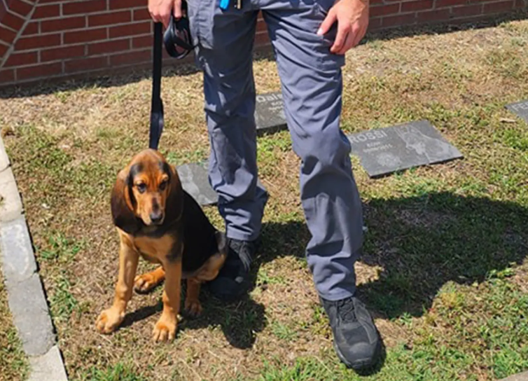 Georgia sheriff’s deputy fired after K9 died in hot patrol car