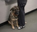 Shepherd wrapped herself around her owner’s leg begging not to be left behind at shelter Shepherd wrapped herself around her owner’s leg begging not to be left behind at shelter