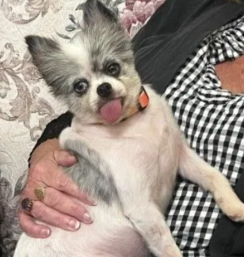 Dog rescued from hoarder home in Georgia suffered from having vocal chords removed Dog rescued from hoarder home in Georgia suffered from having vocal chords removed