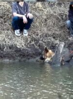 Faint whining from trapped German shepherd prompted rescue from slick steep creek