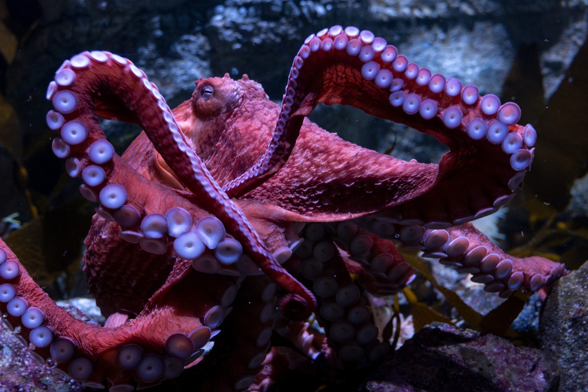 Beloved California aquarium octopus Ghost spending final days of her life caring for eggs that won’t hatch Beloved California aquarium octopus Ghost spending final days of her life caring for eggs that won’t hatch