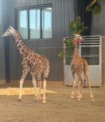 Missing giraffe calves safely returned after year long investigation Missing giraffe calves safely returned after year long investigation