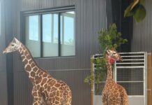 Missing giraffe calves safely returned after year long investigation