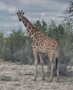 How to lose a giraffe in Texas for nearly 2 weeks: 5K reward for info leading to her How to lose a giraffe in Texas for nearly 2 weeks: 5K reward for info leading to her