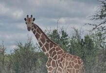 How to lose a giraffe in Texas for nearly 2 weeks: 5K reward for info leading to her