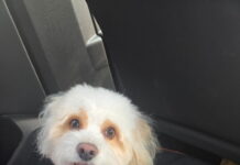 Man poisoned and killed former girlfriend’s dog for not liking it