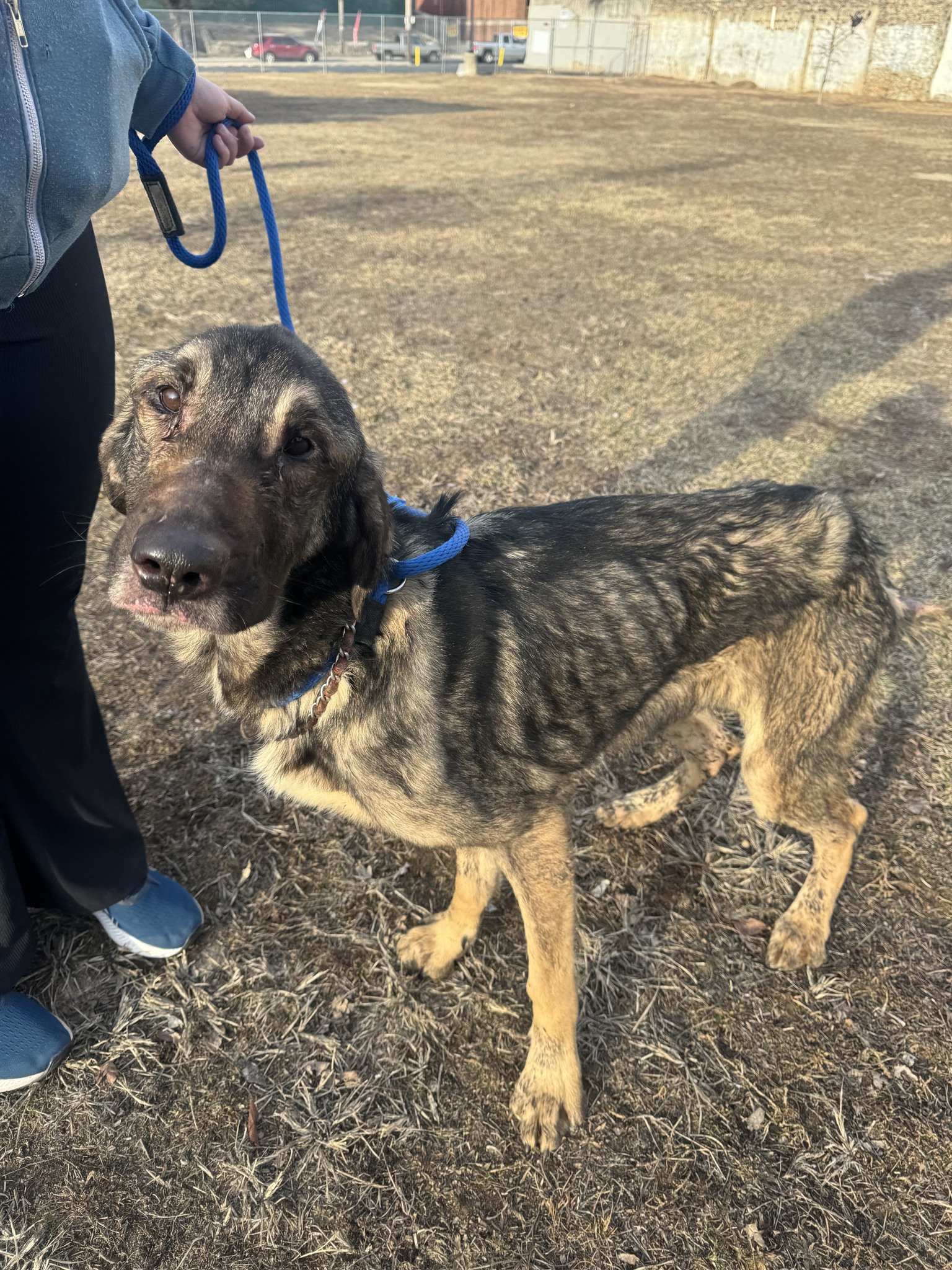 11 severely malnourished Anatolian shepherds confined in heartbreaking conditions now have bright glimmers in their eyes