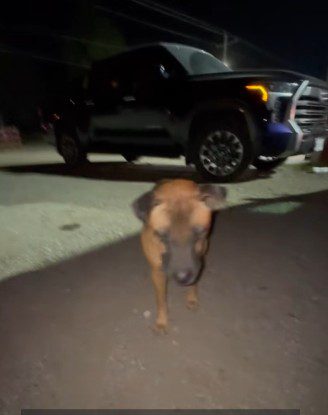 Stray ‘Go Away’ dog waited to be rescued and now has a name and a chance