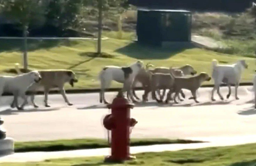 Residents claim 40 abandoned and dangerous dogs roam Godley streets but rescue team find hungry pups left behind after ranch sold
