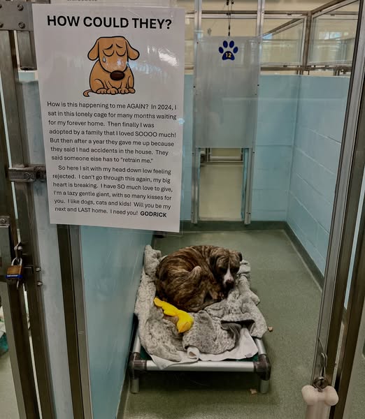 Sweetest dog thought he found his forever home last year but now he’s back at shelter Sweetest dog thought he found his forever home last year but now he’s back at shelter