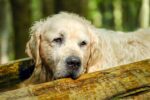 Woman suing IRS wants to claim her dog as dependent