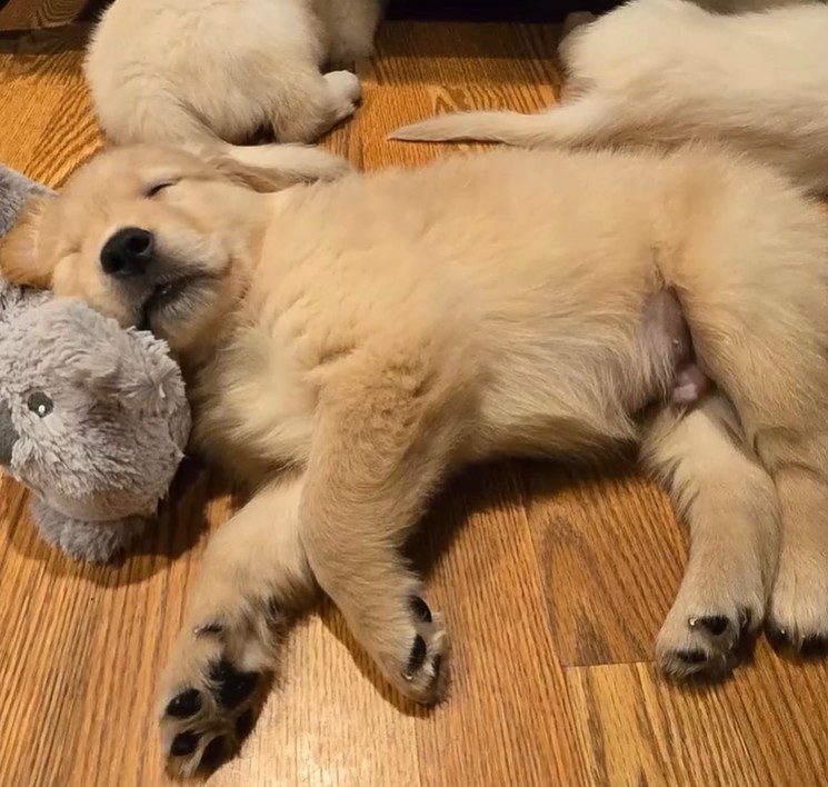 Dozens of Golden Retriever puppies rescued from backyard breeder animal cruelty case flooded with adoption offers
