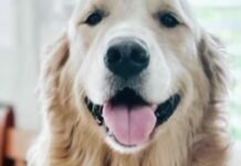 Oh my heart: Family’s beloved golden retriever diagnosed with terminal cancer honored at local restaurant with scrumptious last meal