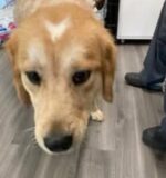 Dog thrown from moving pickup truck recovering at York County SPCA