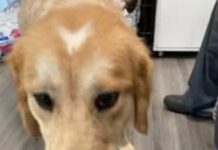Dog thrown from moving pickup truck recovering at York County SPCA