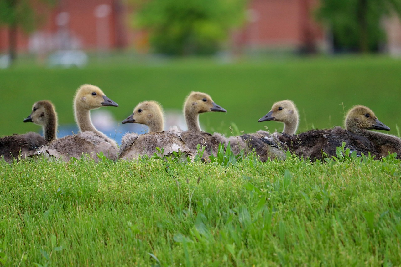 Local residents brokenhearted say 6 goslings crossing the road and killed done on purpose