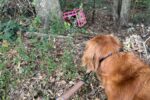 Dog becomes hero after leading owner to crate with 4 abandoned kittens Dog becomes hero after leading owner to crate with 4 abandoned kittens