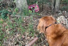 Dog becomes hero after leading owner to crate with 4 abandoned kittens