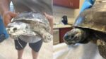 Officials search for teens who sprayed foam insulation into mouth of tortoise Officials search for teens who sprayed foam insulation into mouth of tortoise