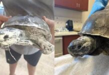 Officials search for teens who sprayed foam insulation into mouth of tortoise