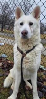 Heartwarming update: Frightened husky rescued from freezing Detroit River reunited with family