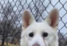 Heartwarming update: Frightened husky rescued from freezing Detroit River reunited with family