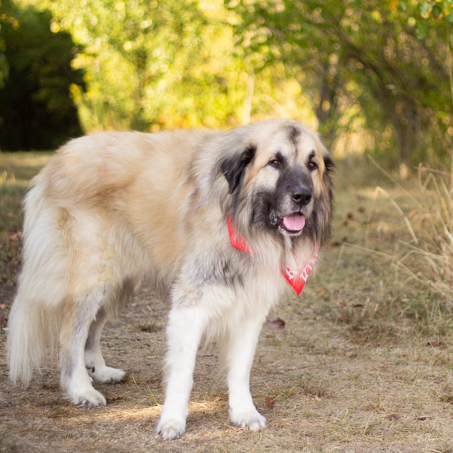 Gentle giant with broken heart left tied to pole in park