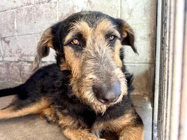 Handsome Airedale terrier begs for his freedom from crowded California shelter Handsome Airedale terrier begs for his freedom from crowded California shelter