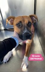 Boxer’s owner sent to prison for crimes but Gracie will pay with her life unless help arrives