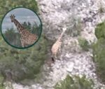 Gracie the giraffe found strolling about four miles from home Gracie the giraffe found strolling about four miles from home
