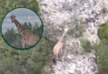 Gracie the giraffe found strolling about four miles from home