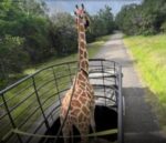 Gracie the giraffe goes home thanks to lots of ‘prayers and good luck’ Gracie the giraffe goes home thanks to lots of ‘prayers and good luck’