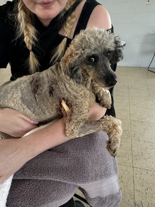 Tiny poodle badly injured by large dog didn’t whimper or resist in heartbreaking case as cruelty officers stepped in to help
