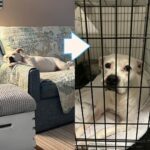 Senior dog in and out of shelter in foster care for years and hearts break again with her return