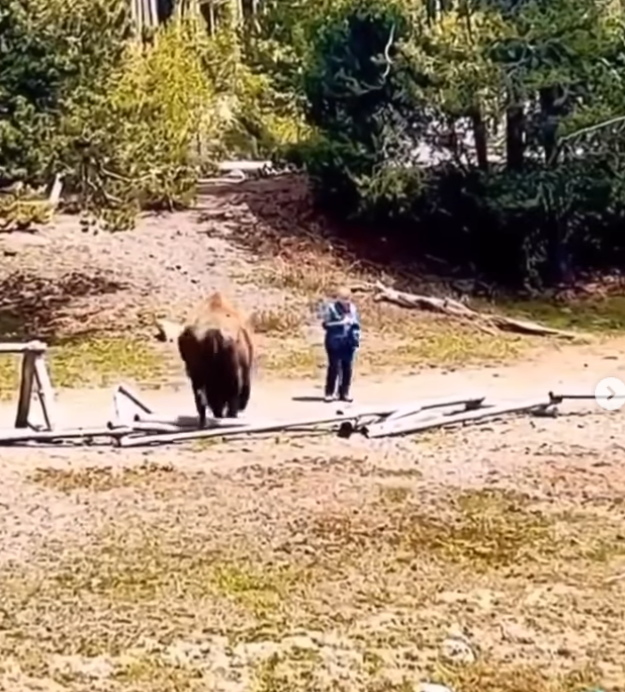 Park visitor granny to Yellowstone risked her life videoing close encounter with bison