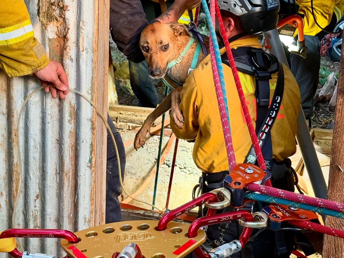Teen trying to save his dogs that fell into well shaft gets trapped and needed elite fire rescue crew’s help