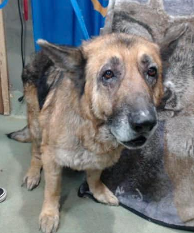 Lots of compassion needed to save neglected shepherd discovered near trash pile