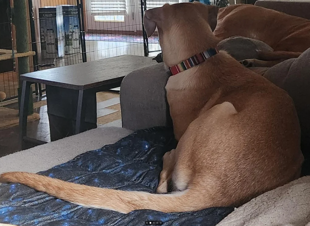 ‘DNA forgot to turn off’ for dog’s unusually long tail captures delight of social media ‘DNA forgot to turn off’ for dog’s unusually long tail captures delight of social media