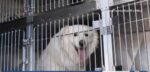 Dozens of Great Pyrenees rescued from hoarding situation in San Juan county
